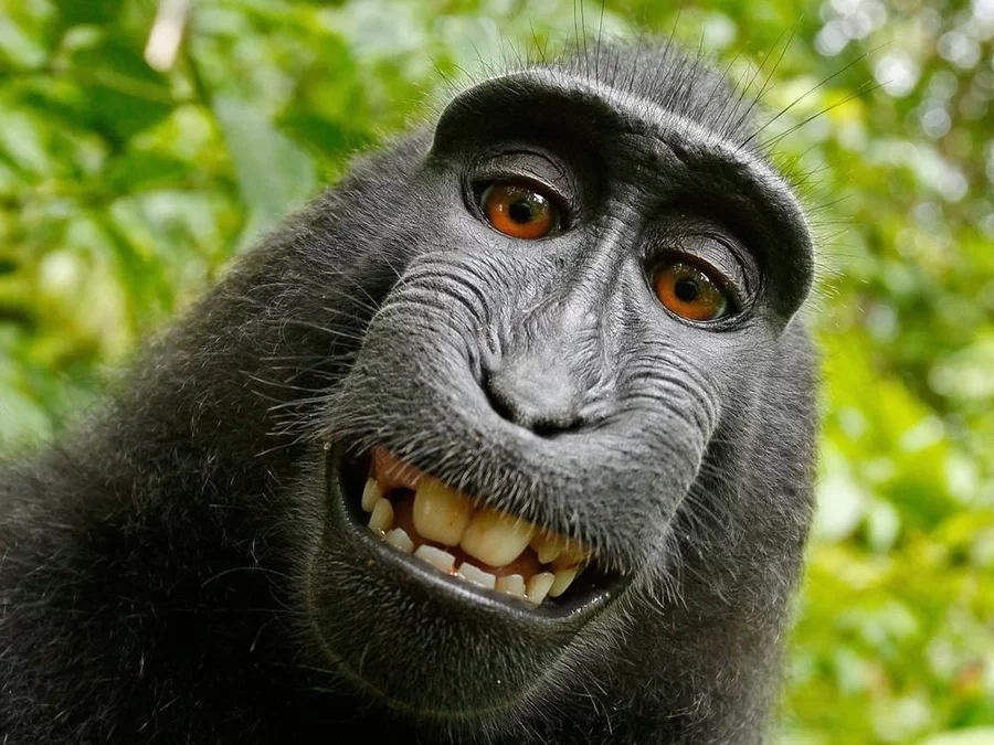 a selfie taken by a smiling macaca monkey